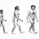 frise représentant au dessin à trait l'évolution humaine