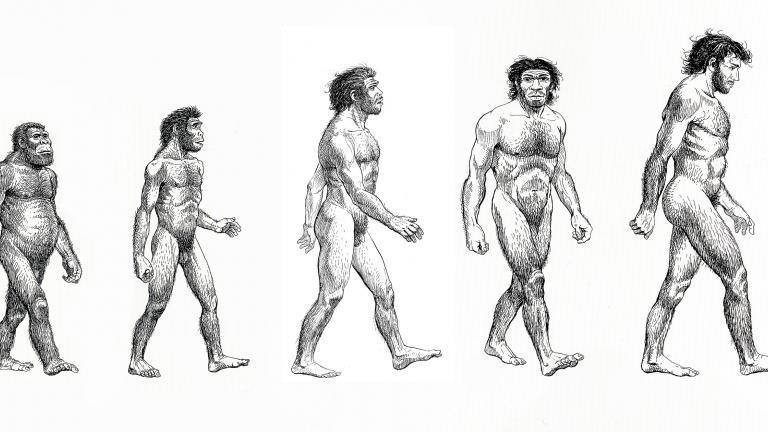 frise représentant au dessin à trait l'évolution humaine